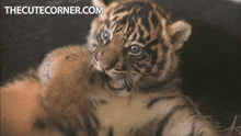 Tiger Baby Tiger GIF