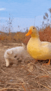 Dog Duck GIF