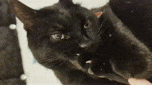 Cat Black GIF - Cat Black Katinas Nagai GIFs