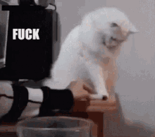 Cat Mad GIF - Cat Mad Fuck This GIFs