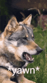 a close up of a wolf with the word yawn on the bottom right