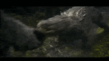a gorilla standing next to a crocodile in a river