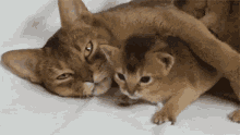 Protective Cat Mother GIF - Cats Cat Mother Pet GIFs
