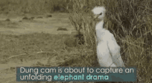 Dung Cam Elephant Drama GIF