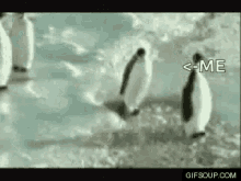 Penguin Smack GIF - Penguin Smack Slap GIFs