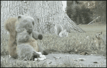 Dive Bomb Squirrel Bomb GIF