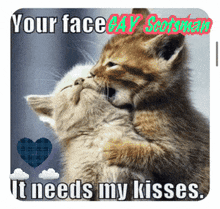 two kittens kissing with the caption " your face gay scotsman "
