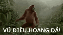 Orangutan, Nhảy, đườiươi, Vũđiệu, Hoangdã GIF - Dance Dancing Orangutan GIFs