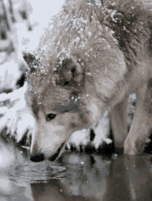 Grey Wolf Wolf GIF - Grey Wolf Wolf Winter Wolf GIFs
