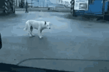 dog dancing cute dog