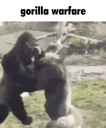 Gorilla Gorilla Warfare GIF - Gorilla Gorilla Warfare Guerilla Warfare GIFs
