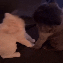 a dog and a cat are playing with each other on a black couch .