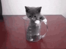 Kitten Cat GIF - Kitten Cat Measuring Cup GIFs