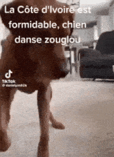 Côte Ivoire Zouglou GIF - Côte Ivoire Zouglou Dog Dance GIFs