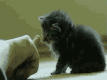 จิ้มแมว แมวหน้าคว่ำ GIF - Cat Overturn Facedown GIFs