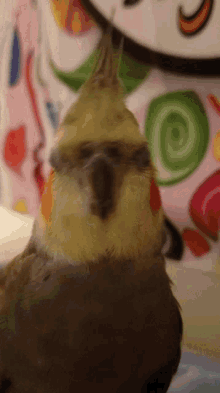 What Who Me GIF - What Who Me Cockatiel GIFs
