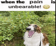 a picture of a dog with the words when the pain is unbearable