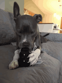 Pixilart - Puppy Gif by Miss-Pitbull