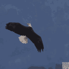Eagles Fly GIF - Eagles Fly Birds GIFs