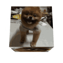 Dog Cute GIF - Dog Cute Cube GIFs