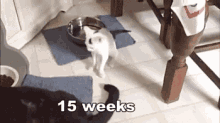 15 Weeks GIF - Cat Kitten Active GIFs