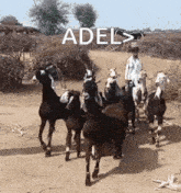 a herd of goats walking down a dirt road with the word adel above them