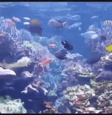Marine Fish GIF - Marine Fish Plants GIFs
