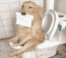 Dog Funny GIF - Dog Funny Sitting On The Toilet GIFs