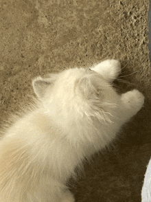 a fluffy white cat laying on a carpeted floor