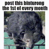 a picture of a bamboo shrew with the caption post this binturong the 1st of every month