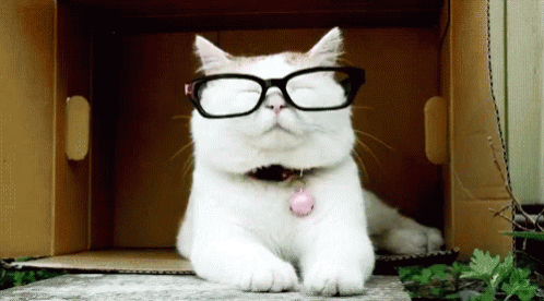 Cats In Glasses Smart Cat GIF - Cats In Glasses Smart Cat Funny Animals -  Discover & Share GIFs