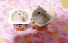 Hamster Eat GIF - Hamster Eat Cute GIFs