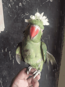 Parrot Beauty GIF