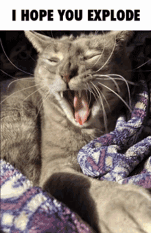 Tigger Cat GIF - Tigger Cat Explode GIFs