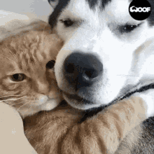 Cats Dogs GIF - Cats Dogs Dog GIFs