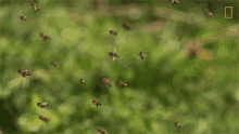 Hovering National Honey Bee Day GIF - Hovering National Honey Bee Day How Do Honeybees Get Their Jobs GIFs