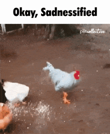 Okay Sadnessified Okaysadnessified Chicken Sadnessifiedchicken GIF - Okay Sadnessified Okaysadnessified Chicken Sadnessifiedchicken GIFs