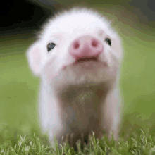 Pigglet Najcudowniejszaswinkaswiata GIF - Pigglet Najcudowniejszaswinkaswiata Cute GIFs