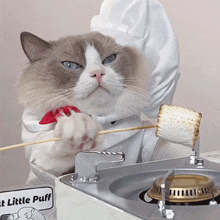 cooking a marshmallow puff meow chef that little puff baking a marshmallow