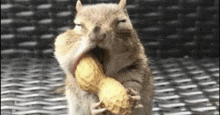 a squirrel is eating a peanut on a wicker table .
