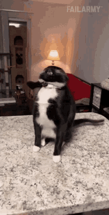 Cheese On Face Cat Prank GIF - Cheese On Face Cat Prank Pet Prank GIFs