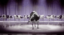 Cows Cow GIF
