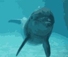 Dolphin Happy GIF