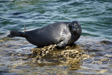 байкальский тюлень GIF - байкальский тюлень GIFs