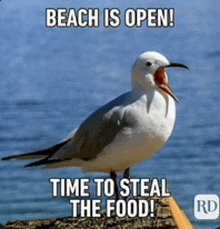 a seagull is standing on a rock near the ocean with the words beach is open time to steal the food