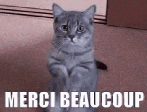 Cat Cute GIF - Cat Cute Merci Beaucoup - Discover & Share GIFs