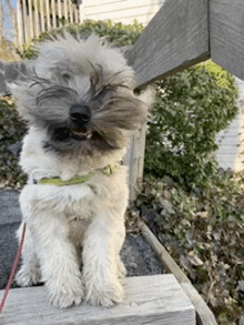 Cute Windy GIF - Cute Windy Puppy GIFs