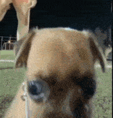 a close up of a small dog 's face looking at the camera