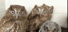 Uhhh Owl GIF - Uhhh Owl Wrong Neighborhood GIFs