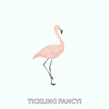 fancy mingo flamingo spin fancy feet